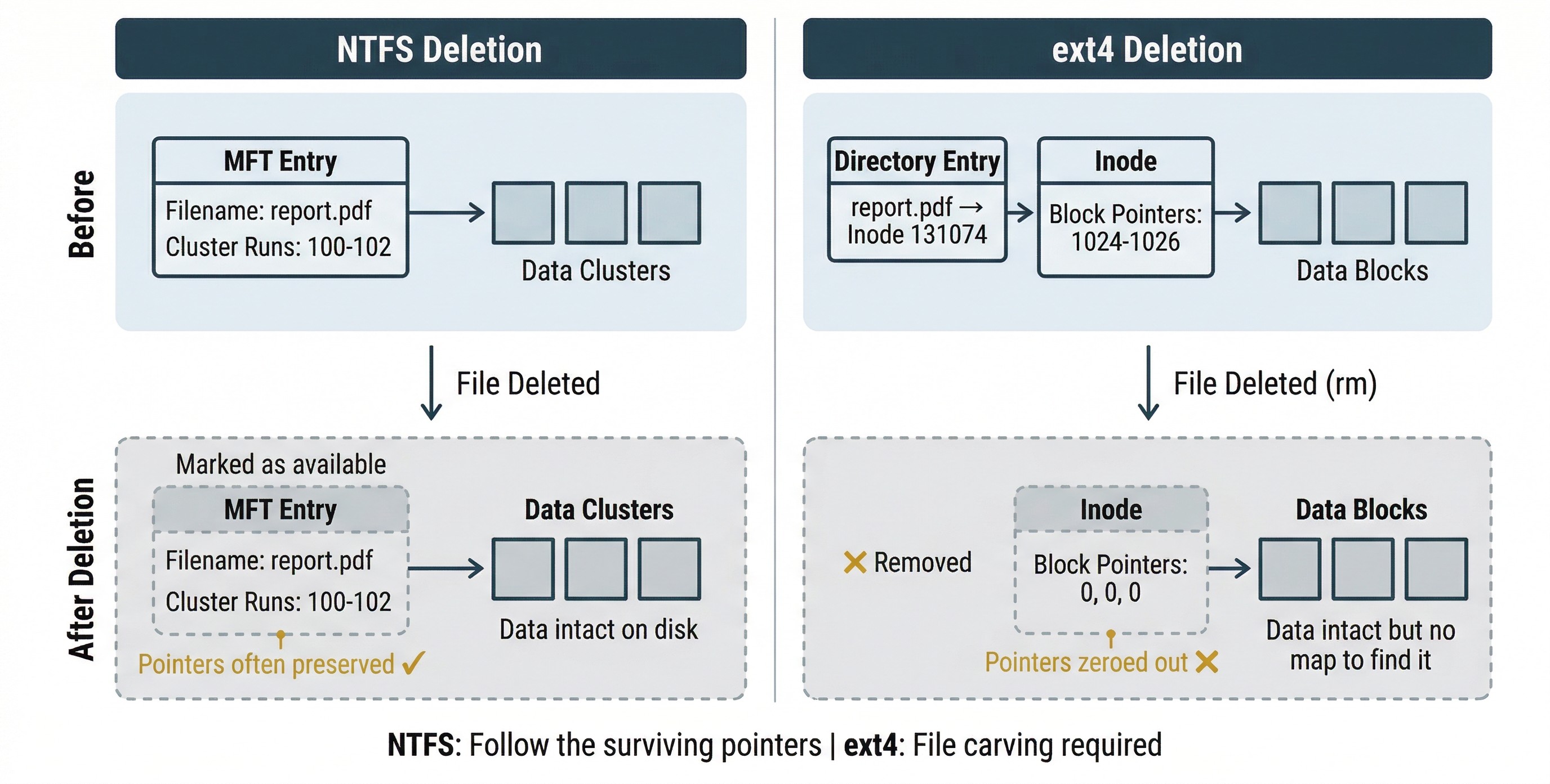 Comparison diagram titled 'NTFS Deletion' on the left and 'ext4 Deletion' on the right, each showing a 'Before' and 'After Deletion' state. NTFS Before: an MFT Entry box containing 'Filename: report.pdf' and 'Cluster Runs: 100-102' points via arrow to three Data Clusters boxes. NTFS After Deletion: the same MFT Entry and Data Clusters appear inside a dashed border labeled 'Marked as available,' with a note 'Pointers often preserved' marked with a gold checkmark and 'Data intact on disk.' ext4 Before: a Directory Entry box containing 'report.pdf → Inode 131074' points to an Inode box containing 'Block Pointers: 1024-1026,' which points to three Data Blocks. ext4 After Deletion: the Directory Entry is removed (marked with a red X and 'Removed'), the Inode shows 'Block Pointers: 0, 0, 0' with a note 'Pointers zeroed out' marked with a red X, and Data Blocks remain with the note 'Data intact but no map to find it.' Bottom summary reads 'NTFS: Follow the surviving pointers | ext4: File carving required.'