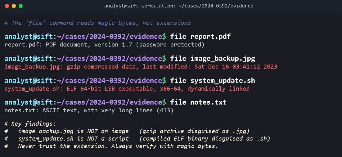 Terminal screenshot showing three uses of the 'file' command in the ~/cases/2024-0392/evidence directory. A green comment reads '# The file command reads magic bytes, not extensions.' First command: 'file report.pdf' returns 'PDF document, version 1.7 (password protected).' Second command: 'file image_backup.jpg' returns in yellow 'gzip compressed data, last modified: Sat Dec 16 03:41:12 2023.' Third command: 'file system_update.sh' returns in green 'ELF 64-bit LSB executable, x86-64, dynamically linked.' Fourth command: 'file notes.txt' returns 'ASCII text, with very long lines (413).' Key findings noted in green comments: 'image_backup.jpg is NOT an image (gzip archive disguised as .jpg),' 'system_update.sh is NOT a script (compiled ELF binary disguised as .sh),' and 'Never trust the extension. Always verify with magic bytes.'