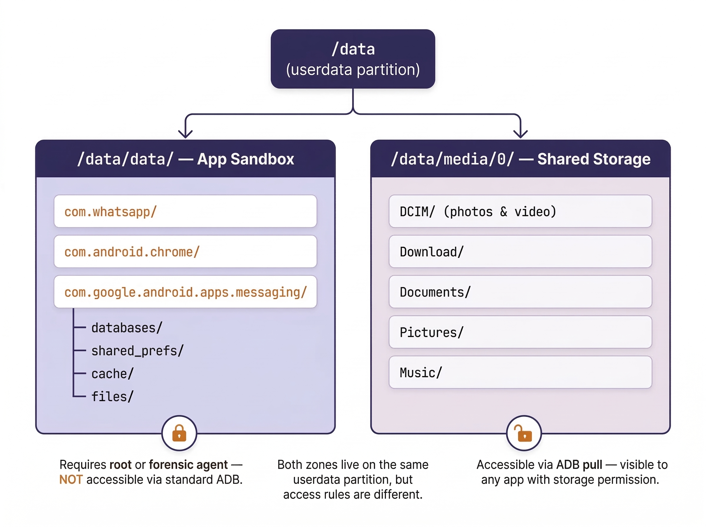 Diagram splitting the Android /data userdata partition into its two forensic zones. The left side shows the /data/data App Sandbox containing per-app directories like com.whatsapp, com.android.chrome, and com.google.android.apps.messaging, each with databases, shared_prefs, cache, and files subdirectories, requiring root or a forensic agent to access. The right side shows /data/media/0 Shared Storage containing DCIM, Download, Documents, Pictures, and Music directories, accessible via ADB pull. A note clarifies that both zones live on the same partition but have different access rules.